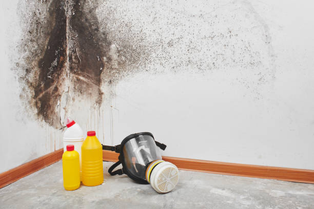 University Heights, OH Mold Removal Company