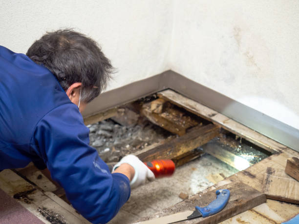 Best Best Mold Removal Companies  in University Heights, OH