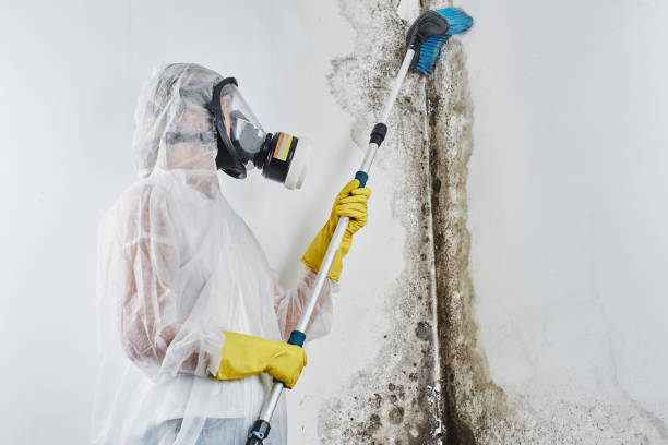 Best Best Mold Removal Companies  in University Heights, OH