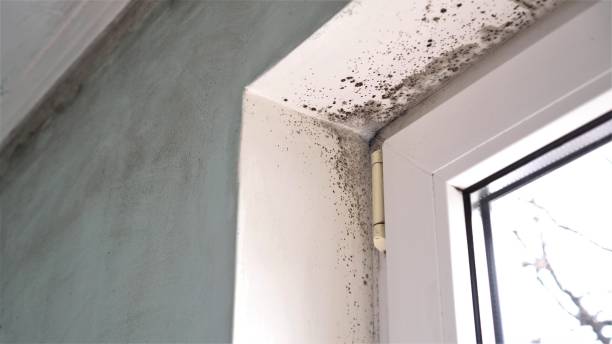 Best Fast Mold Removal  in University Heights, OH