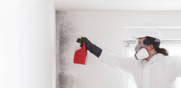 Best Emergency Mold Removal  in University Heights, OH