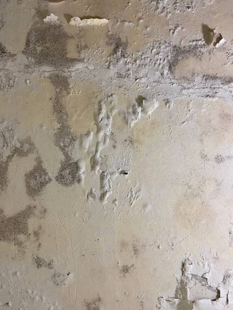 Best Mold Testing  in University Heights, OH