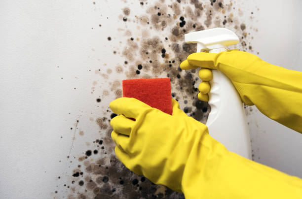 Best Mold Removal Company Near Me  in University Heights, OH