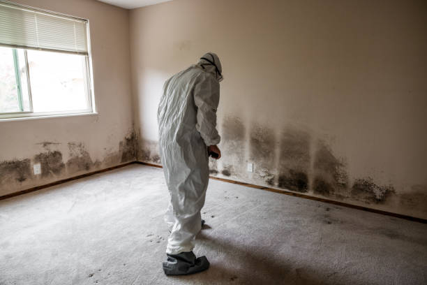 Best Professional Mold Removal  in University Heights, OH