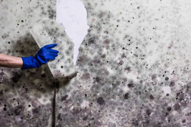 Best Same-Day Mold Removal  in University Heights, OH