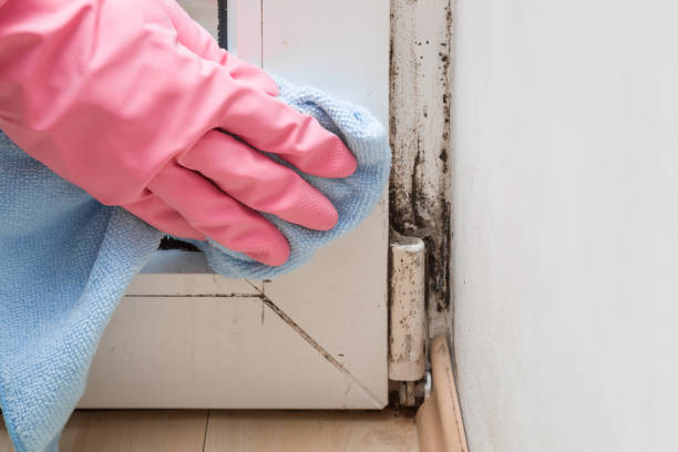 Best Commercial Mold Removal  in University Heights, OH