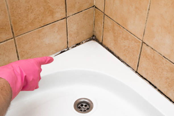 Best Mold Cleaning Services  in University Heights, OH