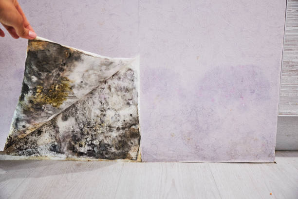 Best Residential Mold Removal  in University Heights, OH